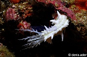 Colochirus-cf robustus-Komodo Canibal rock-24m-20160808-Denis-ADER-DSC_0922_tn